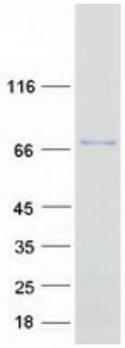 Coomassie blue staining of purified PICALM protein.